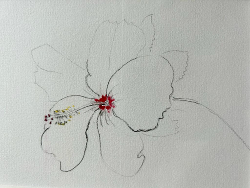 Zeichnung - Ibisco Cilento / Passepartoutrahmen 30x20 / UNIKAT KalmanfiArt - Galerie Cilento